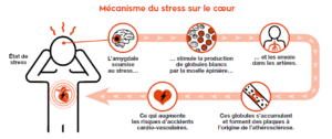 Le stress, facteur majeur de risque cardiovasculaire - FFC