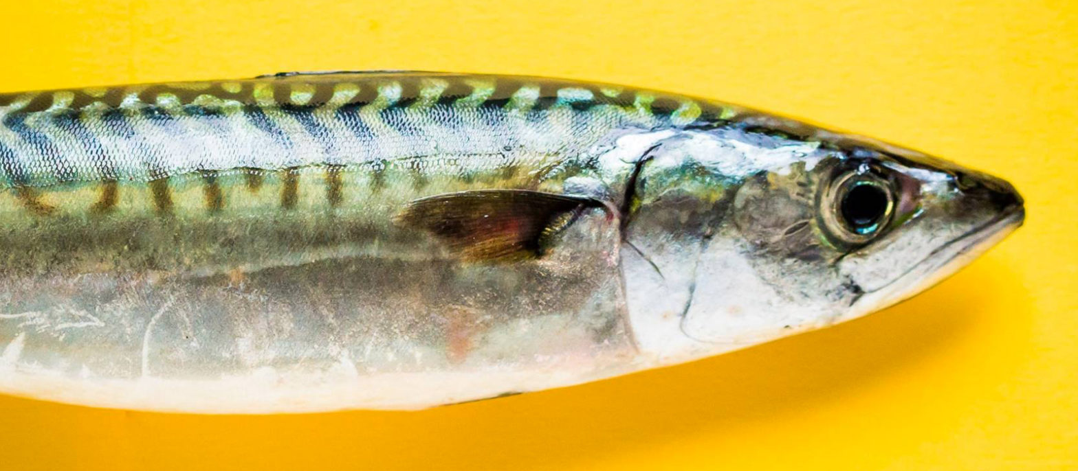 Les poissons gras : Maquereau, saumon, sardine
