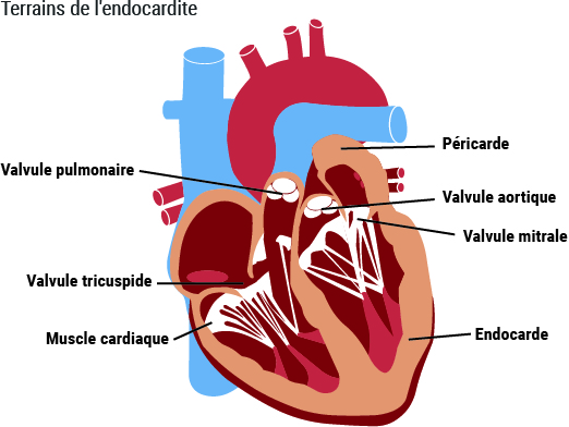 Les valves cardiaques