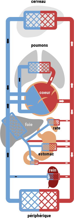 La circulation sanguine